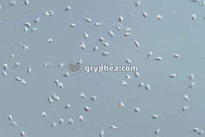 Fucus - Anthérozoïdes x160 - gryphea.com